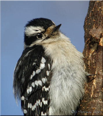 Downy Woodpecker Female