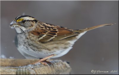 White-throated Sparrow