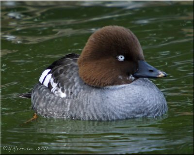 Common Goldeneye Hen