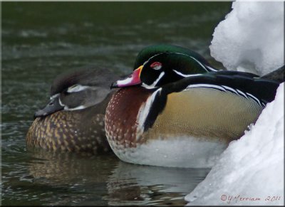 Sleepy Wood Ducks