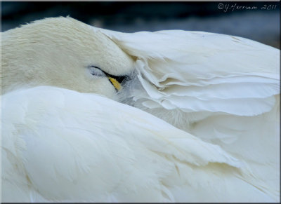 Sleeping Beauty ~ Tundra Swan