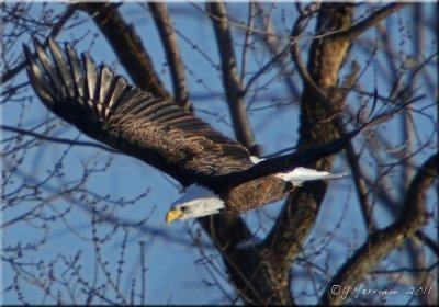 Taking Flight