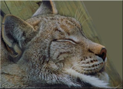 Eurasian Lynx Takes Catnap