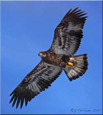 Bald Eagle Juvenile in Flight