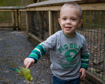 Bird Feeder