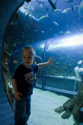 Little Nemo