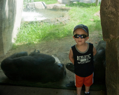 Monkey Curious
