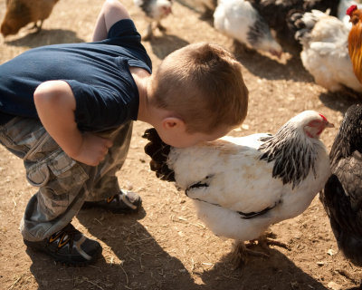 Chickens Need Kisses Too