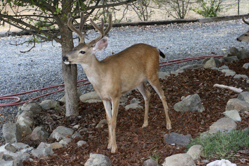 Deer closeup