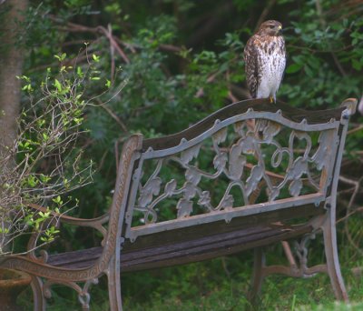 Mr. Hawk sits on my 'Bench of Thought' sometimes, at the edge of the lake..