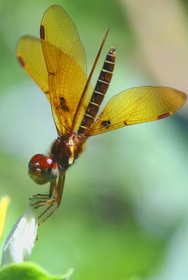 a Friendly Dragonfly