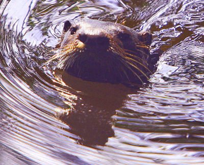 Mr. Otter - WOW! My New Resident Buddy.. there is a Mrs. Otter but she was to shy..