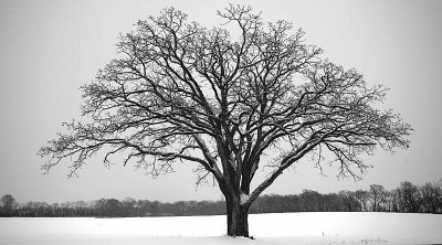 Tree of Life ... in Winter