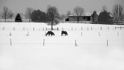 Black and White Winter Farms Illinois