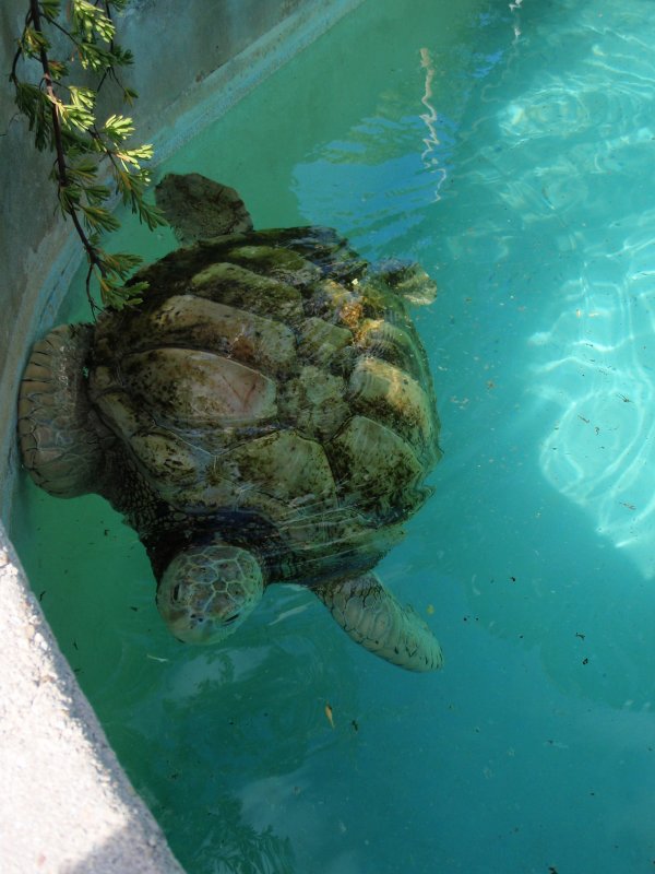 Sea Turtle in Enclosure Outside Aquarium