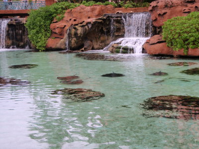 Pool of Sting Rays at Atlantis