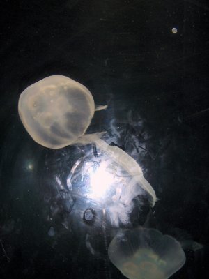 Jellyfish at Atlantis