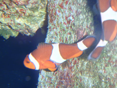 Clown Fish (aka Nemo) at Atlantis
