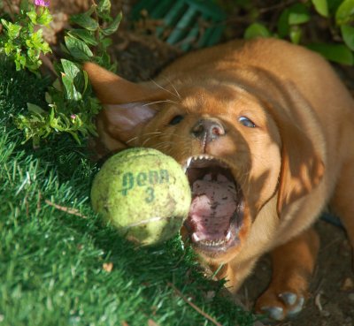 Big Mouth