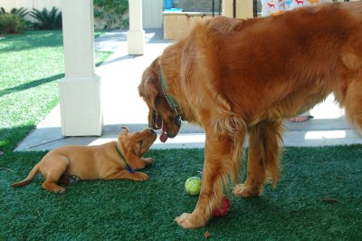 Greetings -- Barkley and Chip