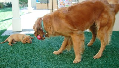 Big Dog Little Dog 2