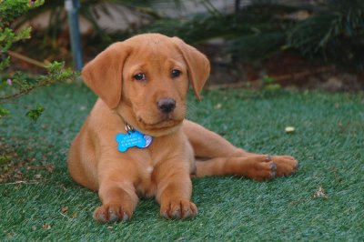 Dont Tell Dad I Dug Up the Garden