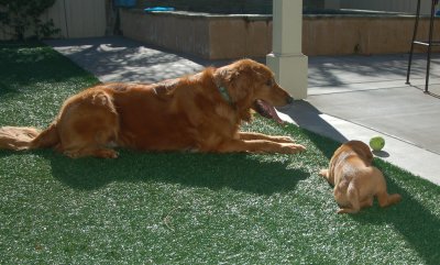 Two Dogs One Ball