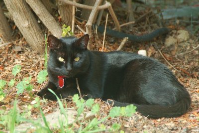 Morticia in the Wild