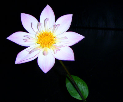 Fair Dahlia