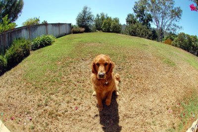 Chip in His Domain