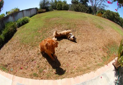 Dogs Goofing Around