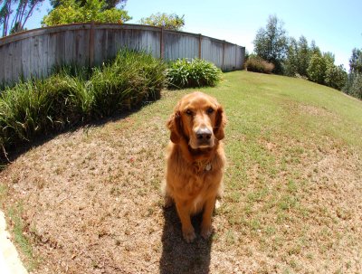 Fisheye