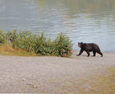 Meet The Bear