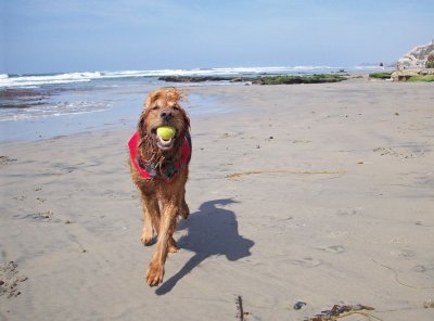 Perfect Beach Day.  Perfect Beach Dog.
