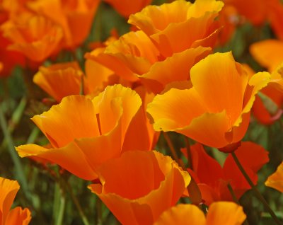 Poppy