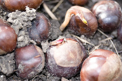 Conkers