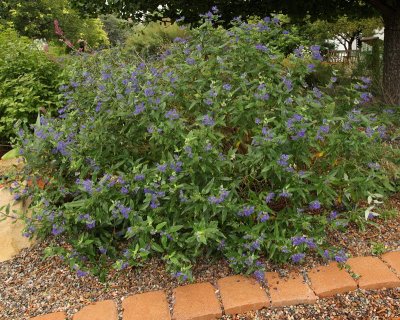 Blue Mist Spirea #402 (9715)