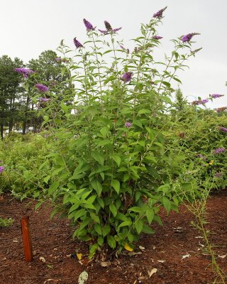 Seedling Butterfly Bush (Tag #436)