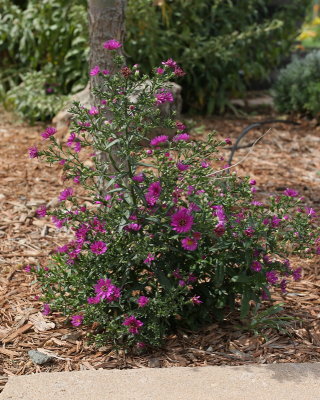 New York Aster #809 (1016)