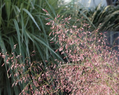 Indian Rice Grass #566 (5999)