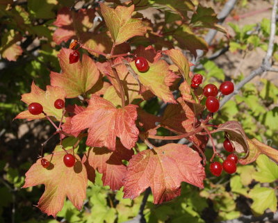 Wentworth American Cranberry Viburnum #419 (7282)
