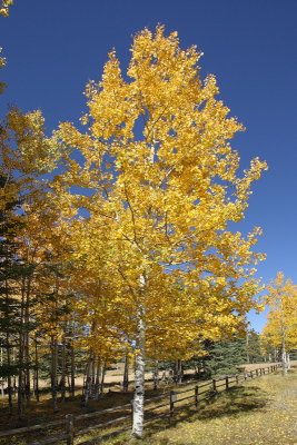 (7350) Autumn Gold Aspen