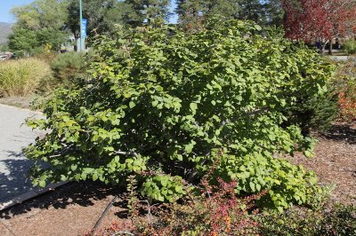 Korean Spice Viburnum #432 (9957)