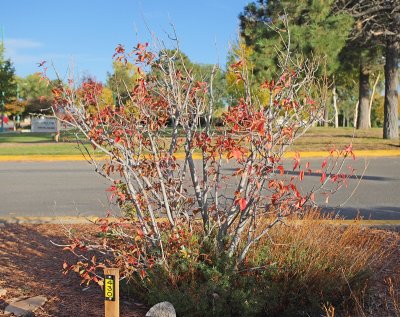 European Spindle Tree #430 (9986)