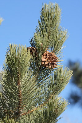 Bosnian Pine #104 (2970)