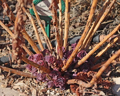 Stonecrop Sedum #813 (2965)