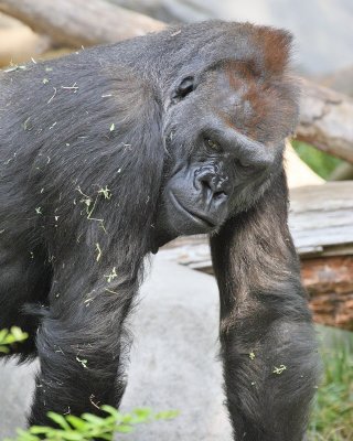 Gorilla (9803)