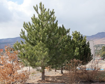 Austrian Pine #113 (3799)