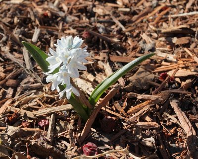 Striped Squill #504 (6833)
