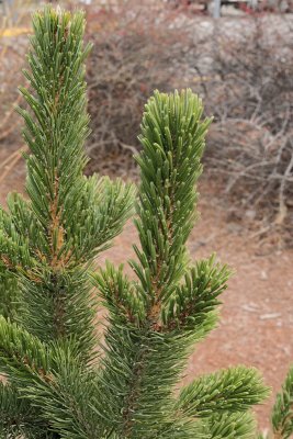 Bristlecone Pine #110 (7033)